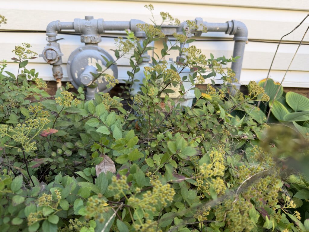 Gas meter covered by foliage